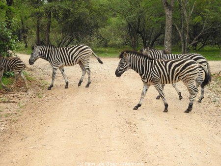 191120_151108-05 Een zebrapad....JPG